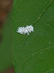 Cryptolaemus montrouzieri