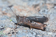 Stenobothrus rubicundulus