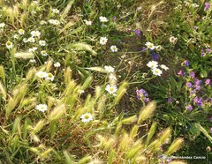 Hordeum murinum leporinum