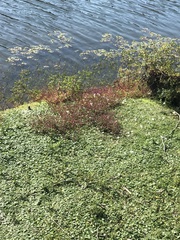 Persicaria pensylvanica