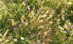 Hordeum murinum leporinum