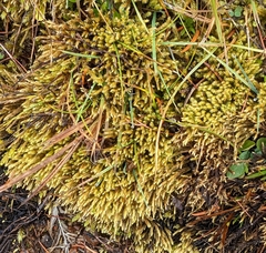 Hedwigia ciliata