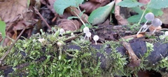 Coprinellus disseminatus