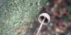 Coprinellus disseminatus
