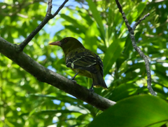 Oriolus flavocinctus