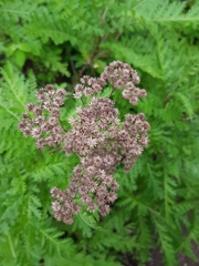 Gonospermum fruticosum