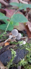 Coprinellus disseminatus