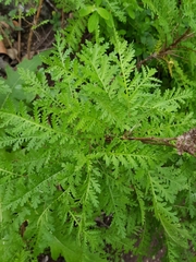 Gonospermum fruticosum