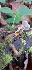 Coprinellus disseminatus