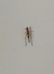 Homoeoxipha lycoides