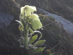 Meconopsis integrifolia