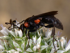 Eoferreola manticata