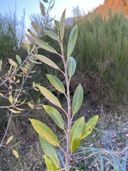 Salix hookeriana