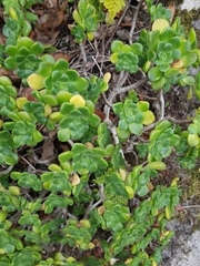 Aeonium lindleyi subsp. lindleyi image