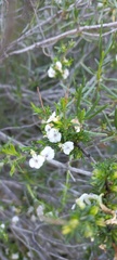 Muraltia ericifolia