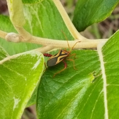 Crinocerus sanctus