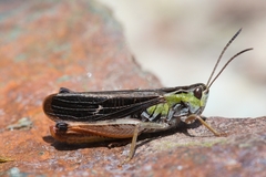 Stenobothrus rubicundulus