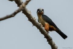 Microhierax caerulescens