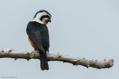 Microhierax caerulescens