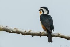 Microhierax caerulescens