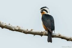 Microhierax caerulescens