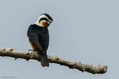 Microhierax caerulescens