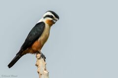 Microhierax caerulescens