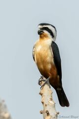 Microhierax caerulescens