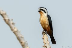 Microhierax caerulescens