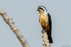 Microhierax caerulescens