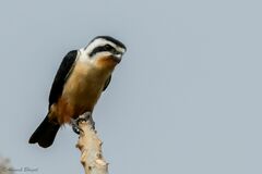 Microhierax caerulescens