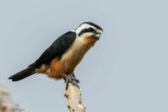 Microhierax caerulescens