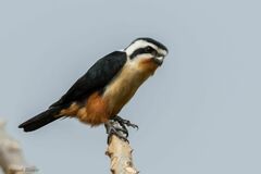 Microhierax caerulescens