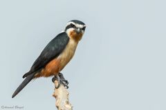 Microhierax caerulescens