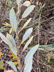 Salix hookeriana