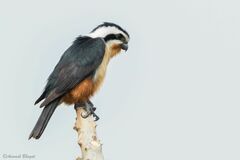 Microhierax caerulescens