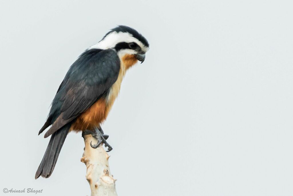 Collared Falconet photo