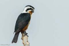 Microhierax caerulescens