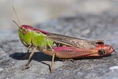 Stenobothrus lineatus