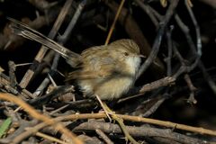 Prinia lepida