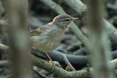 Phylloscopus fuscatus