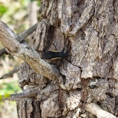 Zelurus albispinus