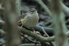 Phylloscopus fuscatus