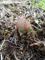 Lycoperdon echinatum