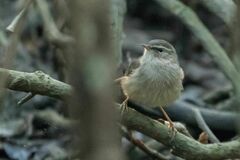 Phylloscopus fuscatus