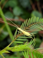 Oecanthus quadripunctatus