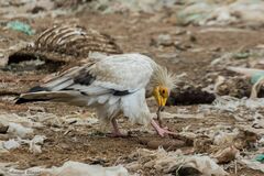 Neophron percnopterus