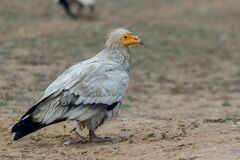 Neophron percnopterus