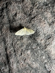 Spilomelinae