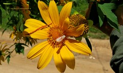 Tithonia diversifolia